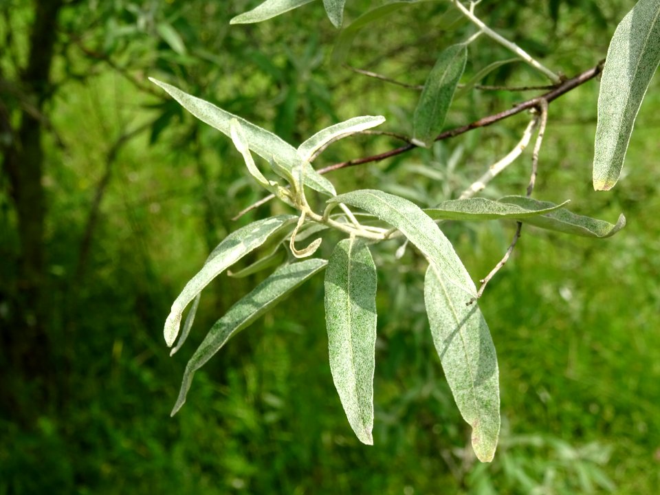 Feuilles de l'Olivier de Bohème, Elaeagnus angustifolia, E… 