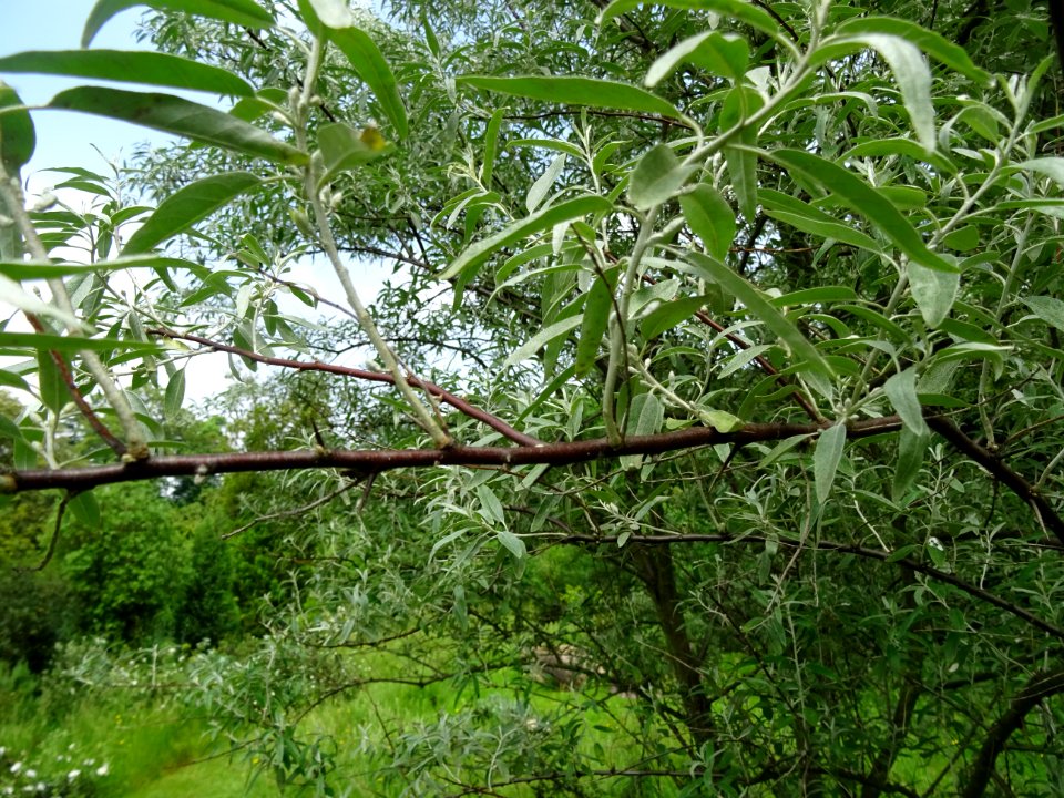 Feuilles de l'Olivier de Bohème, Elaeagnus angustifolia, E… 