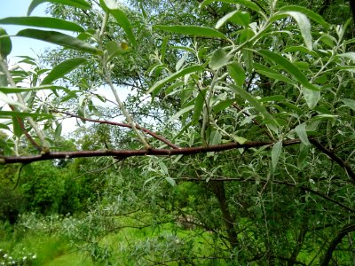 Feuilles de l'Olivier de Bohème, Elaeagnus angustifolia, E… 