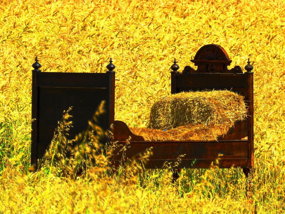 Sleep bed in the corn field cozy