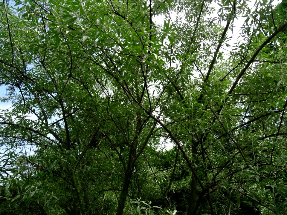 Olivier de Bohème, Elaeagnus angustifolia, Eléagnacées 