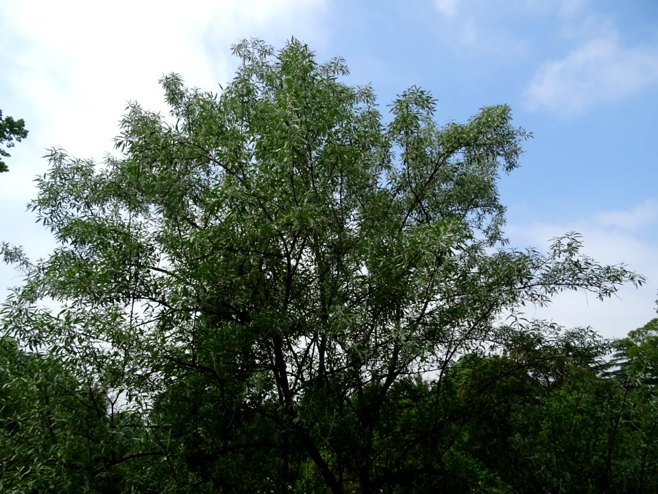 Olivier de Bohème, Elaeagnus angustifolia, Eléagnacées 