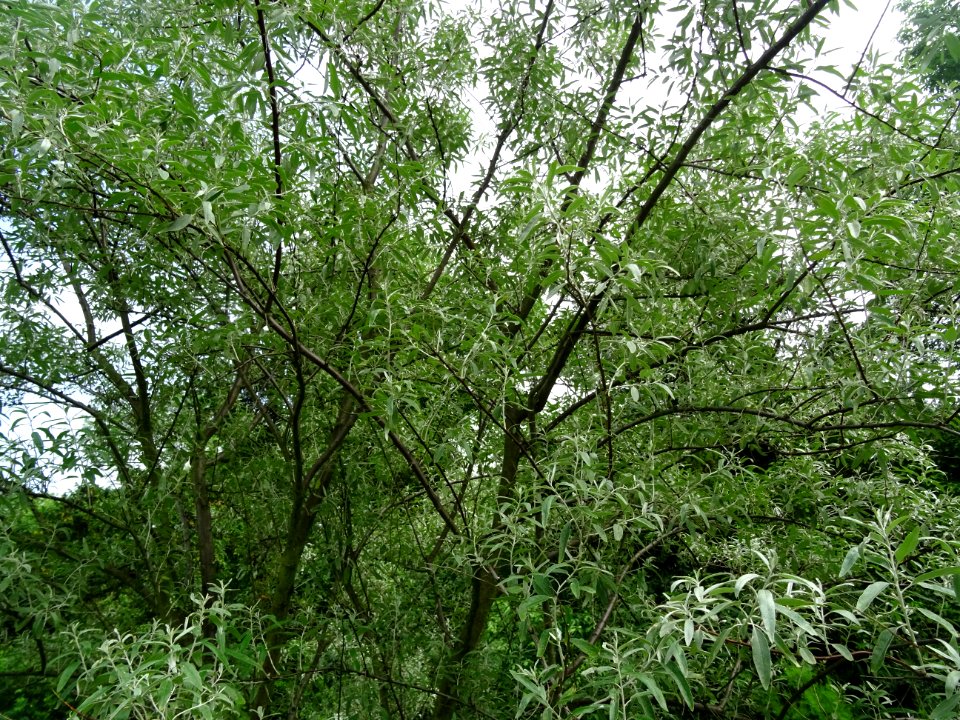 Feuilles de l'Olivier de Bohème, Elaeagnus angustifolia, E… 