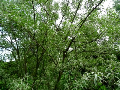 Feuilles de l'Olivier de Bohème, Elaeagnus angustifolia, E… 