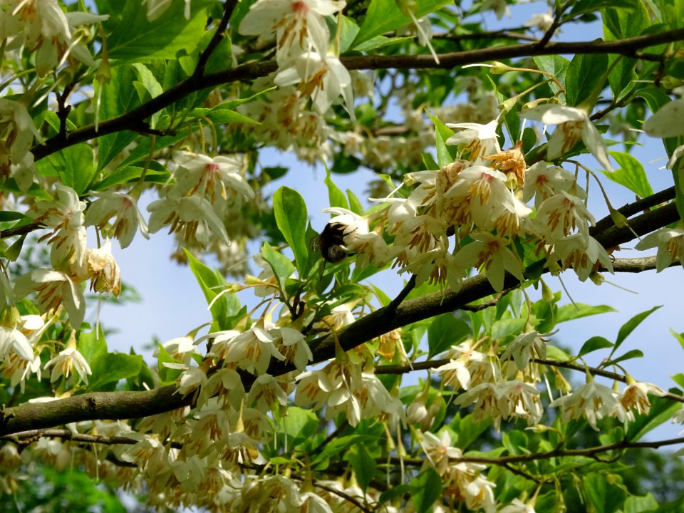 Aliboufier, Styrax officinalis, Styracacées 