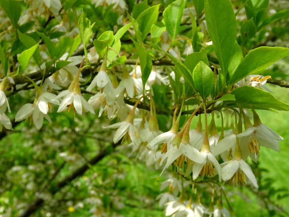 Aliboufier, Styrax officinalis, Styracacées 