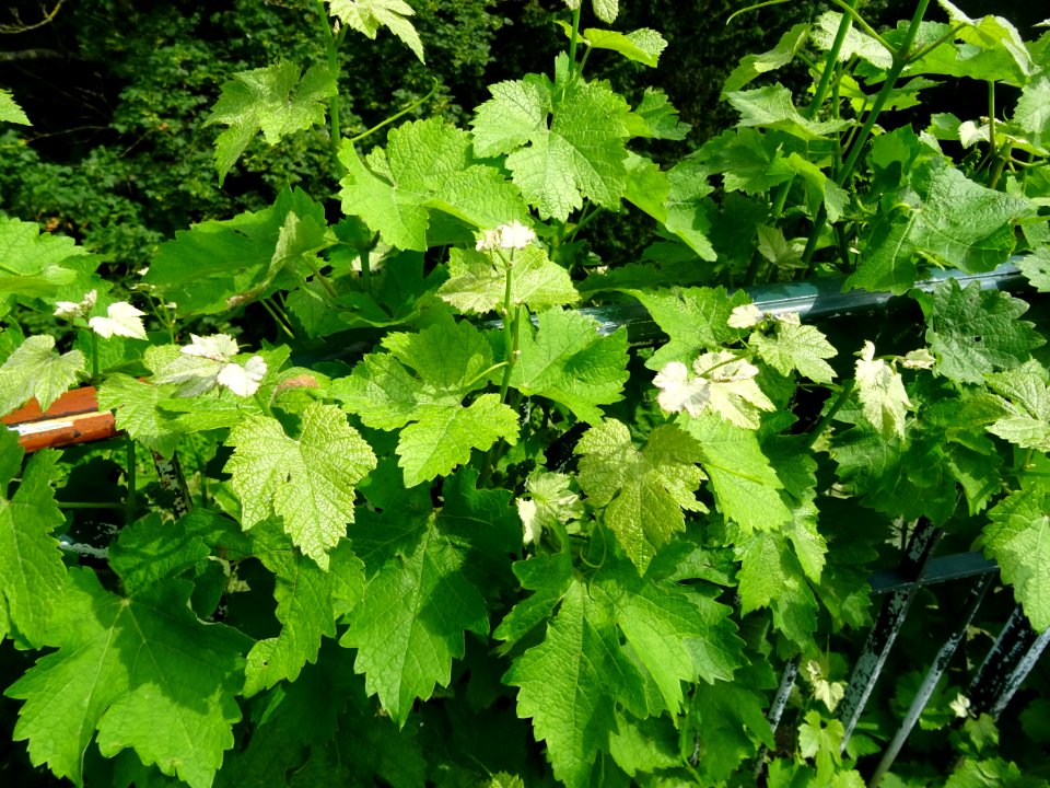 Feuilles de la Vigne cultivée, Vitis vinifera, Vitacées 