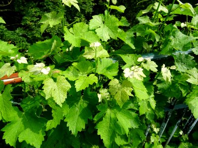 Feuilles de la Vigne cultivée, Vitis vinifera, Vitacées 