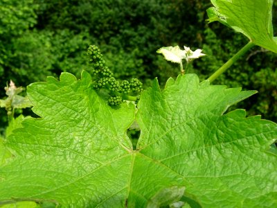 Feuilles et fruits immatures de la Vigne cultivée, Vitis v… 