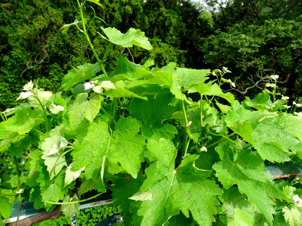 Feuilles et fruits immatures de la Vigne cultivée, Vitis v… 