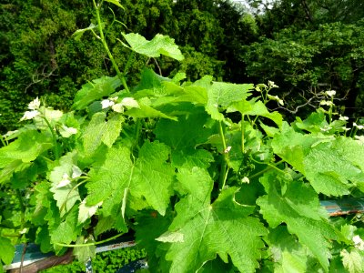 Feuilles et fruits immatures de la Vigne cultivée, Vitis v… 