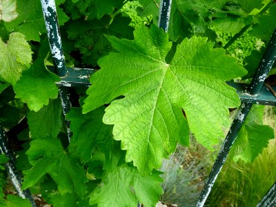 Feuilles de la Vigne cultivée, Vitis vinifera, Vitacées 