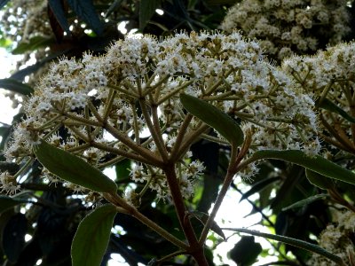 Fleurs de la Viorne à feuilles ridées, Viburnum rhytidophy… 