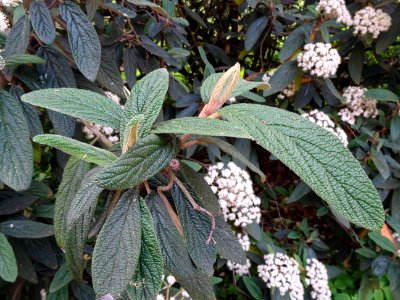 Viorne à feuilles ridées, Viburnum rhytidophyllum, Caprifo… 