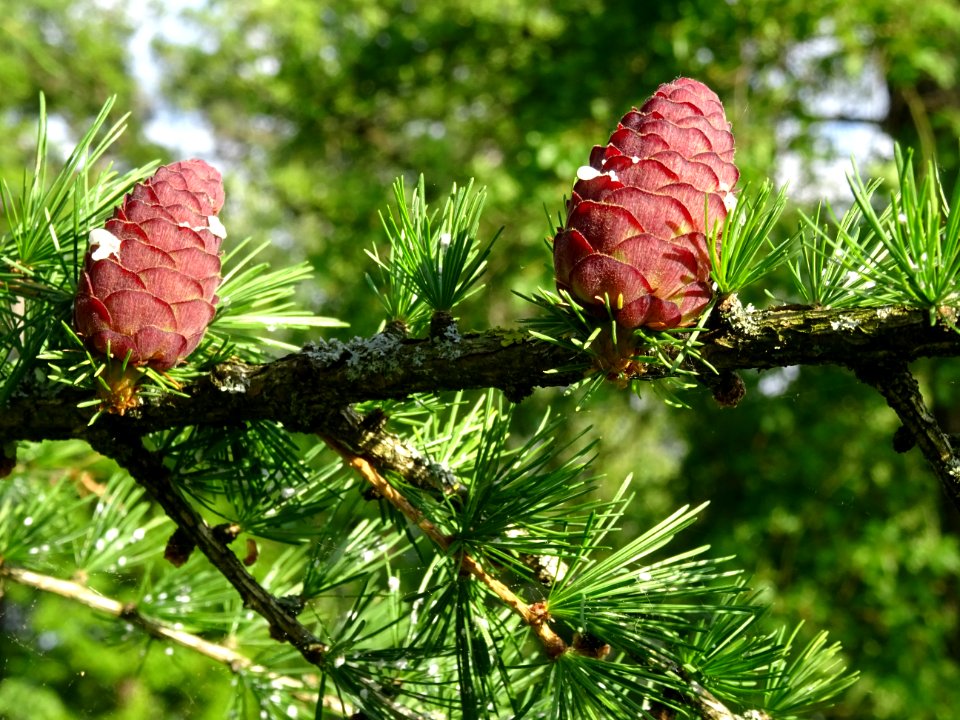 Cônes femelles du Mélèze commun, Larix decidua, Pinacées 