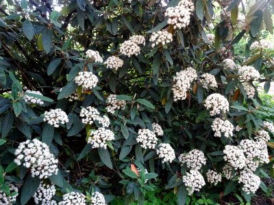 Fleurs de la Viorne à feuilles ridées, Viburnum rhytidophy… 