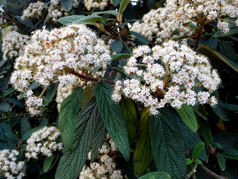 Fleurs et feuilles de la Viorne à feuilles ridées, Viburnu… 