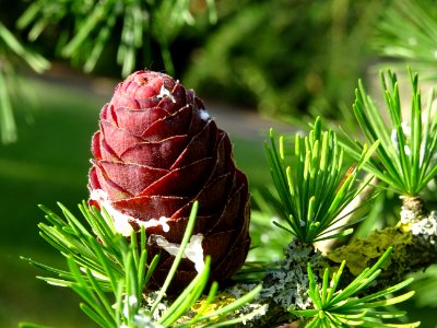 Cône femelle du Mélèze commun, Larix decidua, Pinacées 