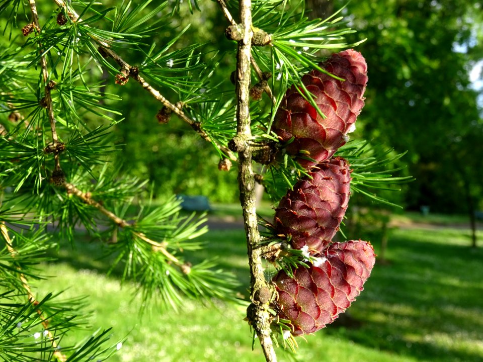 Cônes femelles du Mélèze commun, Larix decidua, Pinacées 