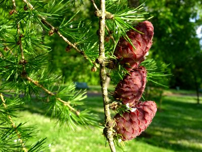 Cônes femelles du Mélèze commun, Larix decidua, Pinacées 