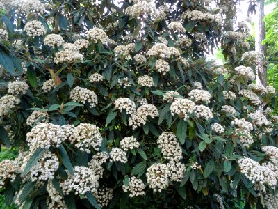 Fleurs et feuilles de la Viorne à feuilles ridées, Viburnu… 