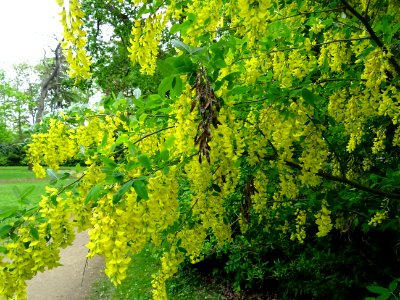 Cytise à grappes, Laburnum anagyroides, Fabacées 