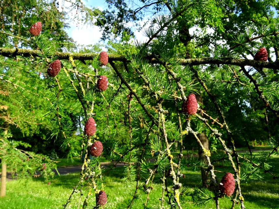 Cônes femelles du Mélèze commun, Larix decidua, Pinacées 