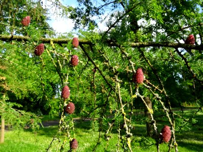 Cônes femelles du Mélèze commun, Larix decidua, Pinacées 
