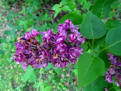 Lilas commun, Syringa vulgaris, Oléacées 