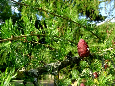 Cône femelle du Mélèze commun, Larix decidua, Pinacées 