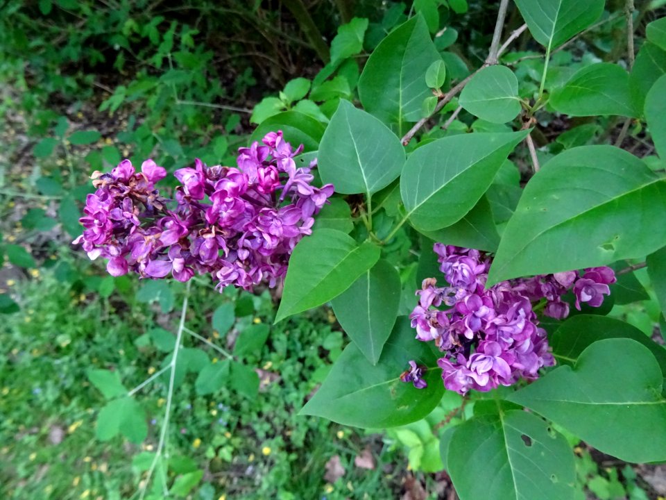 Lilas commun, Syringa vulgaris, Oléacées 