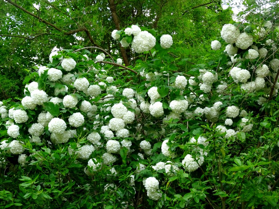 Viorne obier cultivar Boule de neige, Viburnum opulus 'R… 