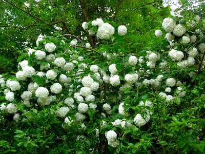 Viorne obier cultivar Boule de neige, Viburnum opulus 'R… 