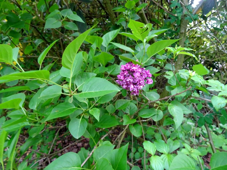 Lilas commun, Syringa vulgaris, Oléacées 