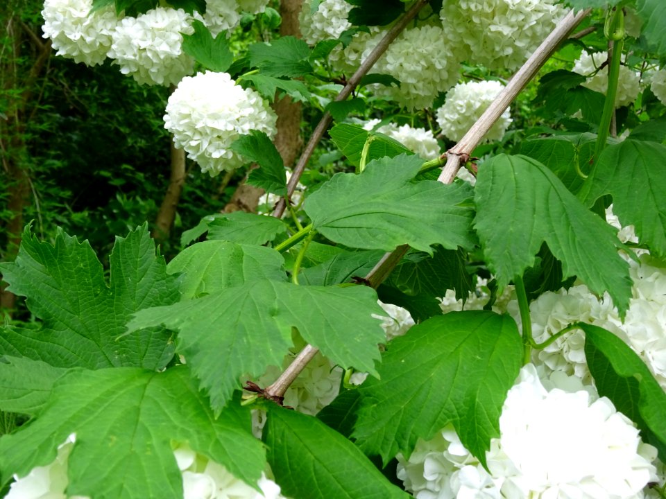 Viorne obier cultivar Boule de neige, Viburnum opulus 'R… 