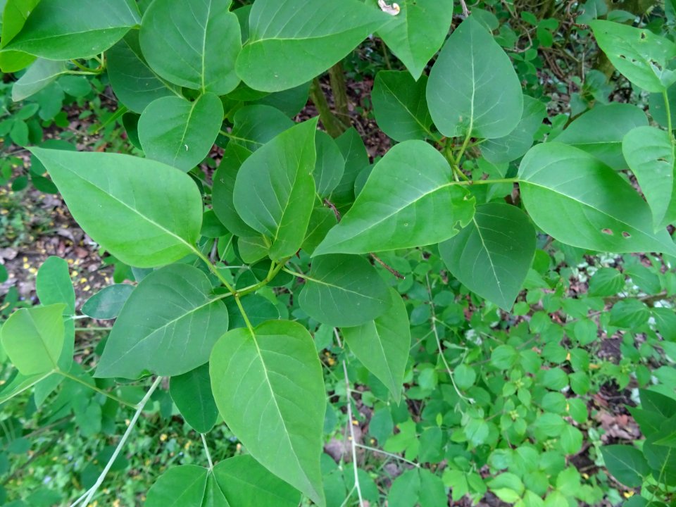 Lilas commun, Syringa vulgaris, Oléacées 