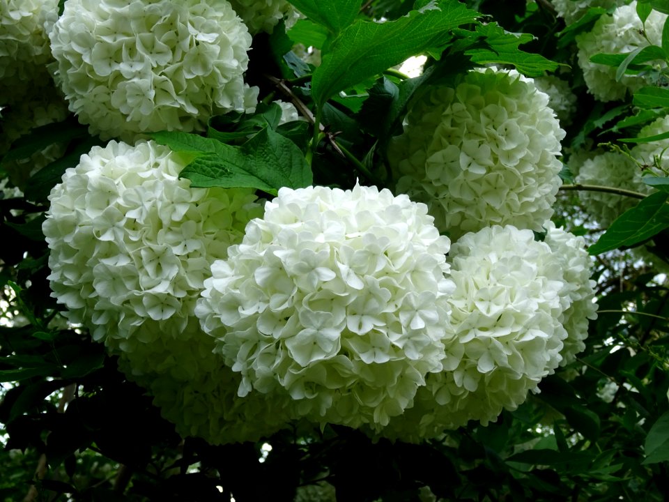 Viorne obier cultivar Boule de neige, Viburnum opulus 'R… 