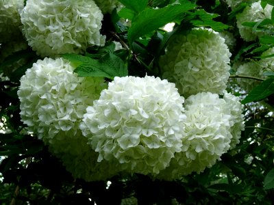 Viorne obier cultivar Boule de neige, Viburnum opulus 'R… 