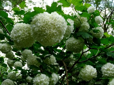 Viorne obier cultivar Boule de neige, Viburnum opulus 'R… 