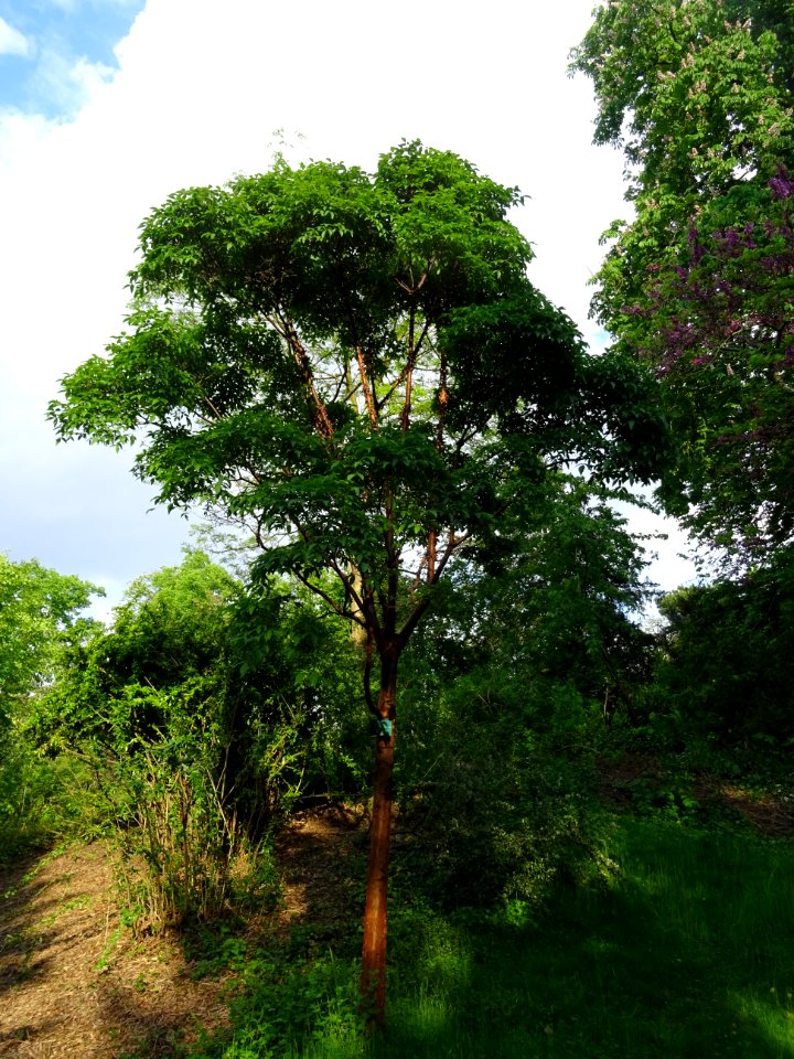 Erable gris, Acer griseum, Aceracées 