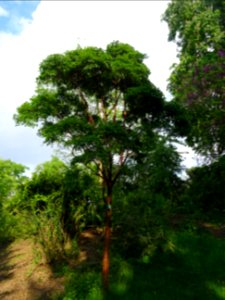Erable gris, Acer griseum, Aceracées 