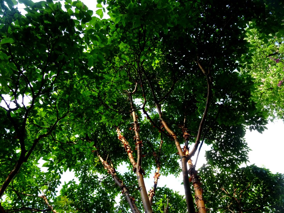 Erable gris, Acer griseum, Aceracées 