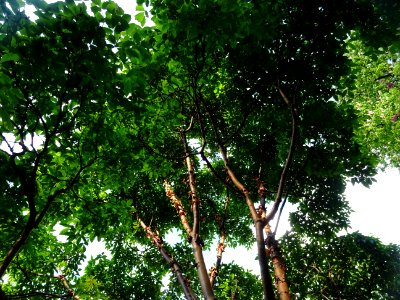Erable gris, Acer griseum, Aceracées 