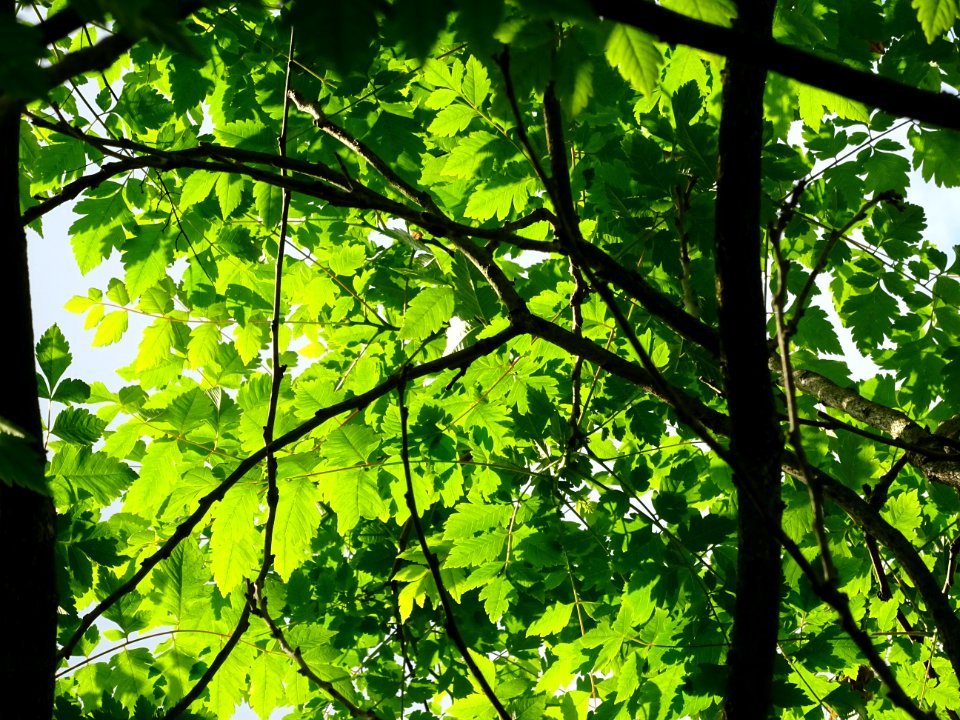 Feuilles de Savonnier, Koelreuteria paniculata, Sapindacée… 