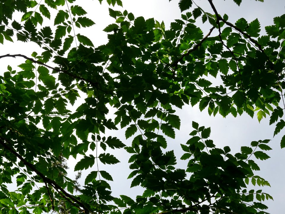 Feuilles de Savonnier, Koelreuteria paniculata, Sapindacée… 