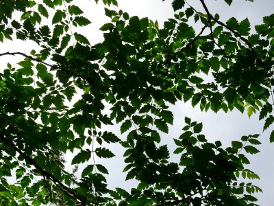 Feuilles de Savonnier, Koelreuteria paniculata, Sapindacée… 