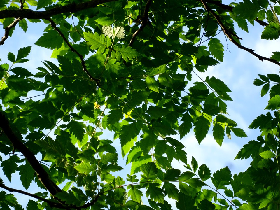 Feuilles de Savonnier, Koelreuteria paniculata, Sapindacée… 