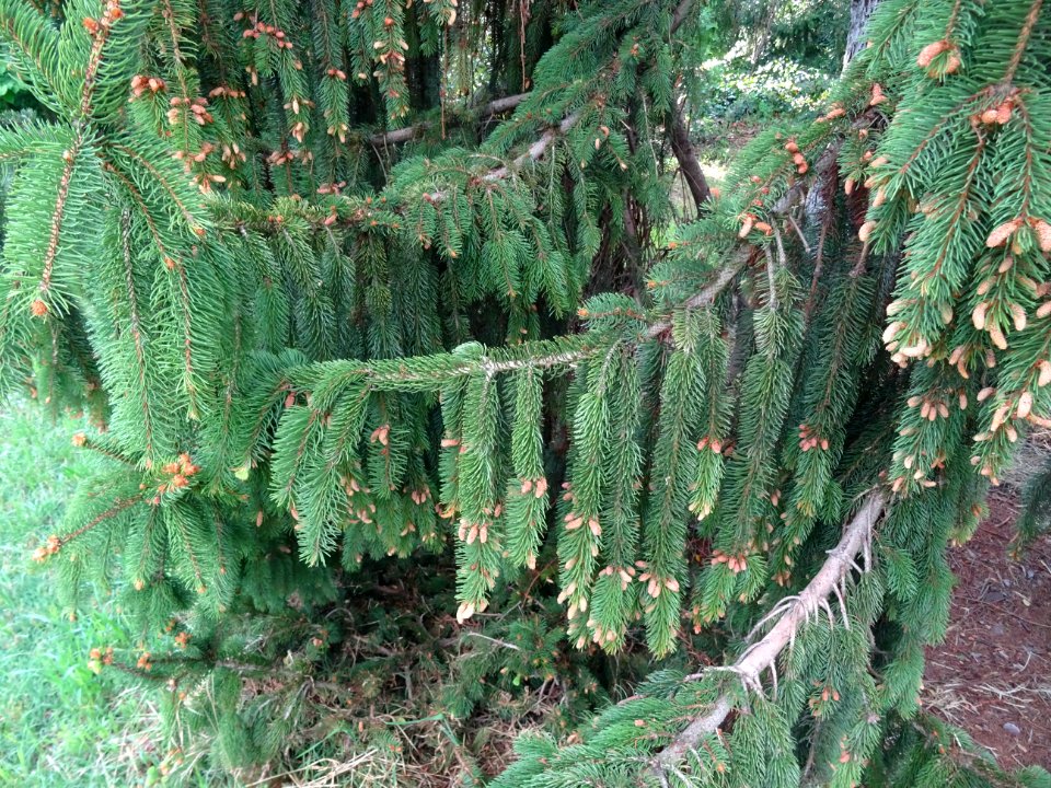 Rameaux pendants et cônes mâles de l'Epicéa commun, Picea … 