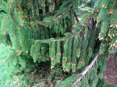 Rameaux pendants et cônes mâles de l'Epicéa commun, Picea … 