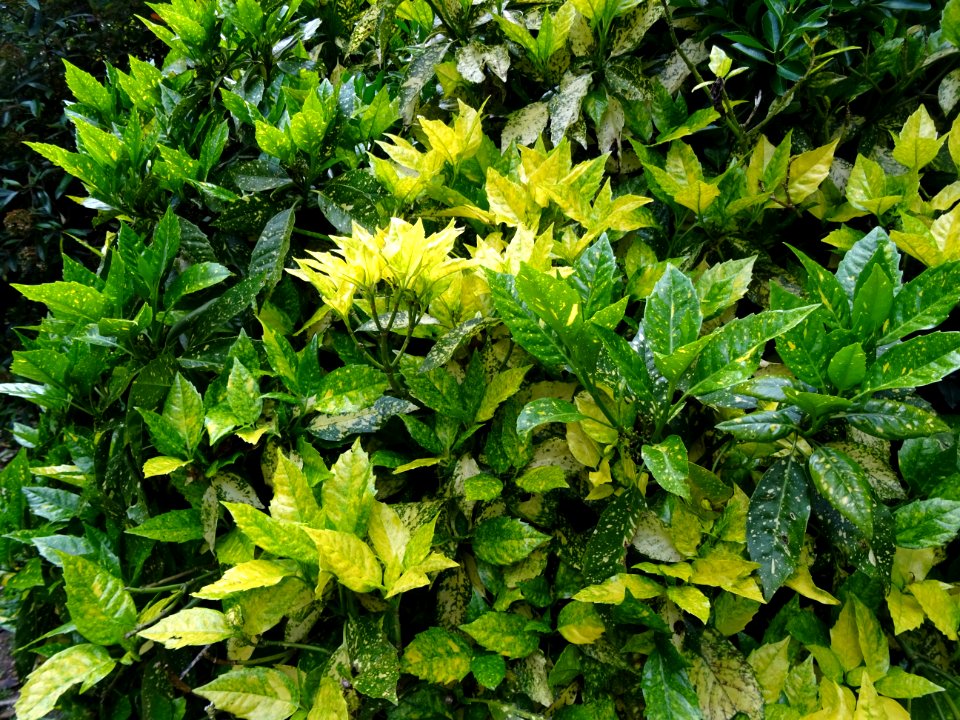 Feuilles de l'Aucuba du Japon, Aucuba japonica, Cornacées 